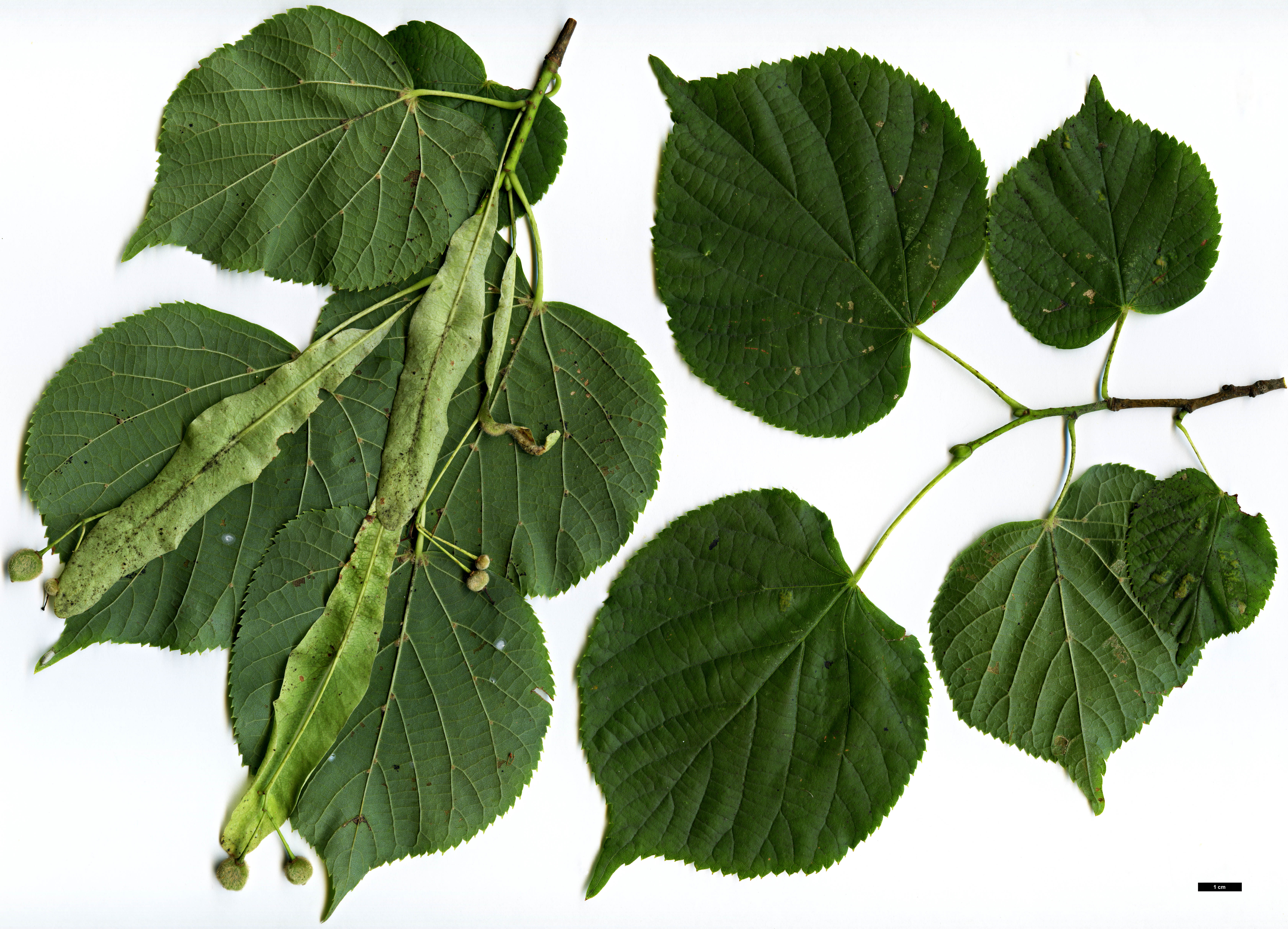High resolution image: Family: Malvaceae - Genus: Tilia - Taxon: ×europaea (T.cordata × T.platyphyllos)